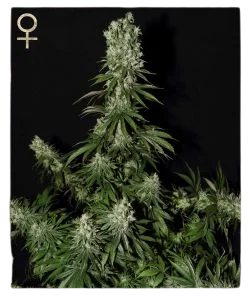White Strawberry Skunk | PHOTOFEM | Greenhouse - Strain Hunters