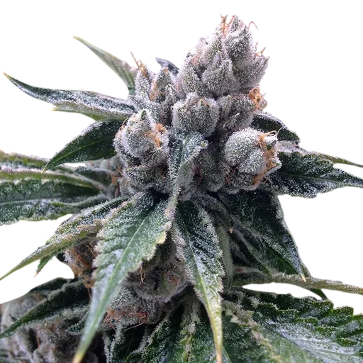 White Walker Kush