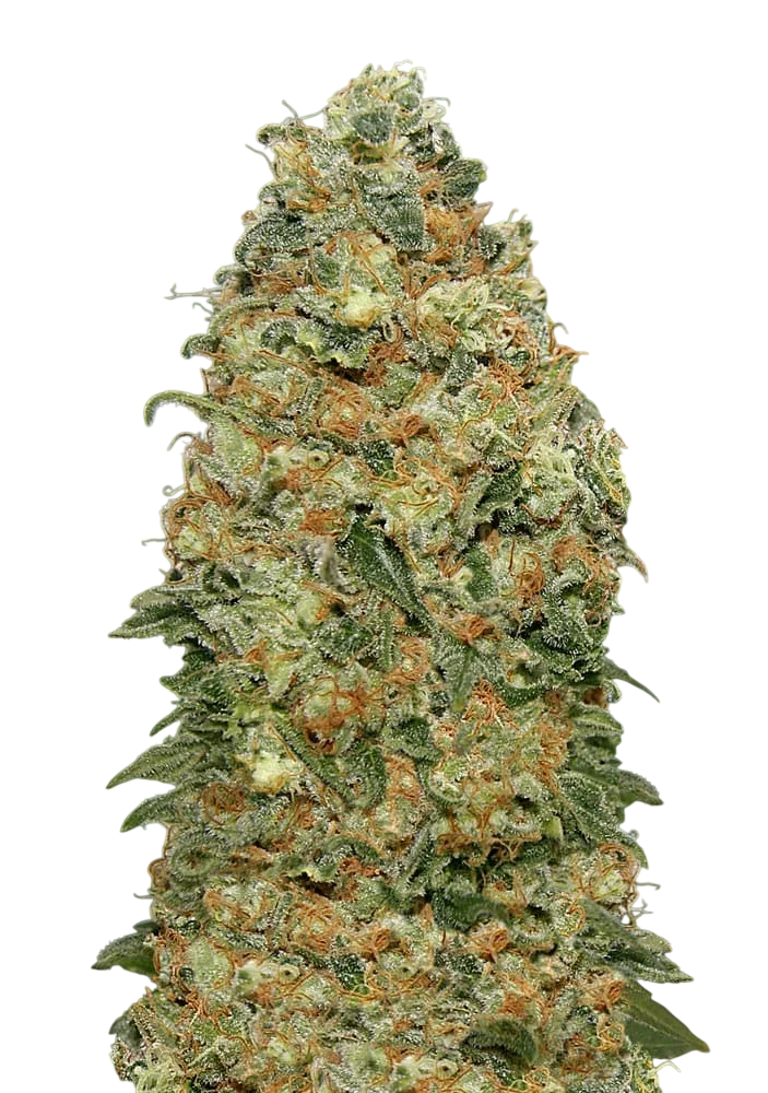 White Widow – Produktansicht