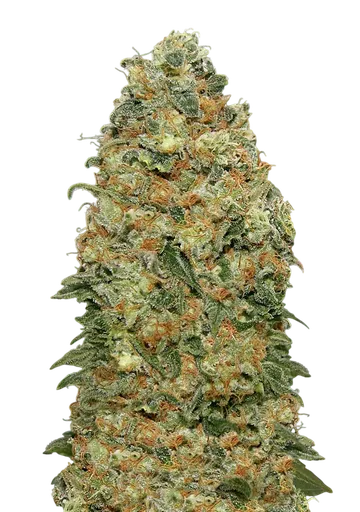 White Widow