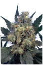Bubble Gum | PHOTOREG | Serious Seeds