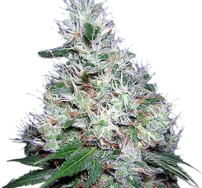 Bubble Gum | PHOTOREG | Serious Seeds