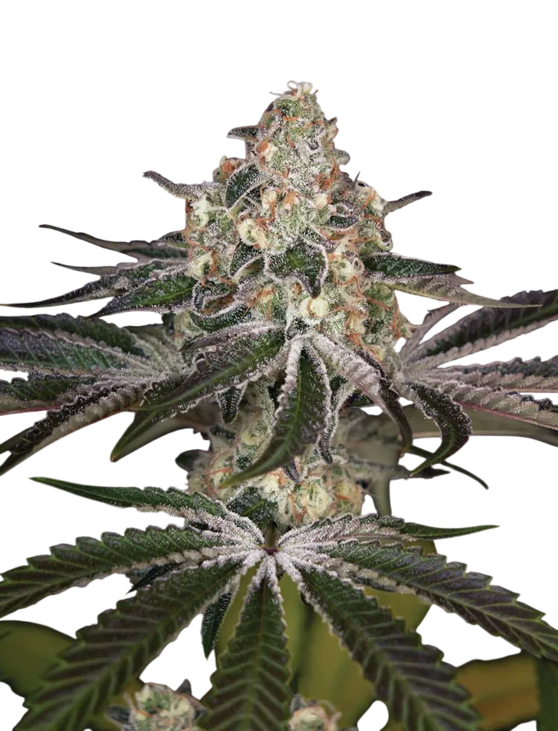 White Widow | PHOTOFEM | Greenhouse Seed Co.