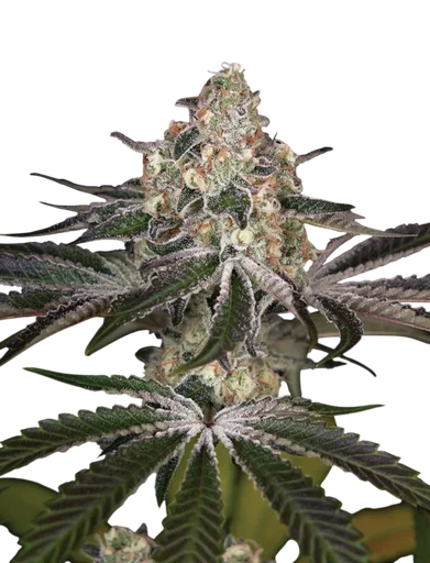 White Widow