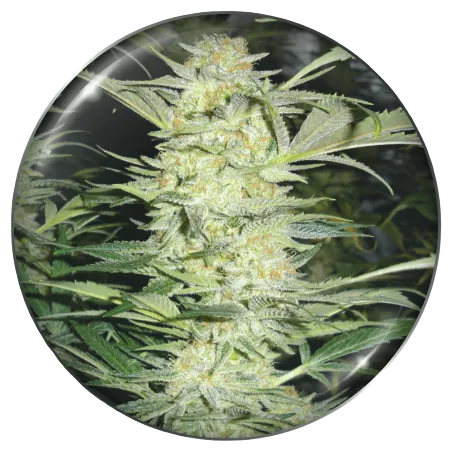 White Widow | PHOTOFEM | Medical Seeds