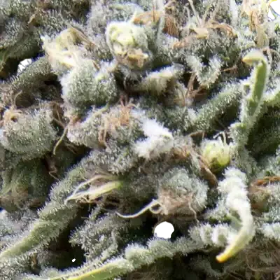 White Widow Auto
