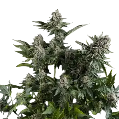 White Widow