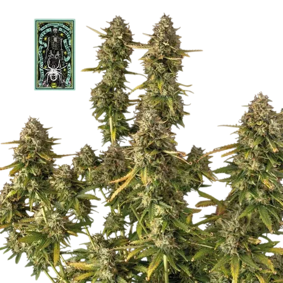 White Widow Auto | AUTOFEM | Seedsman