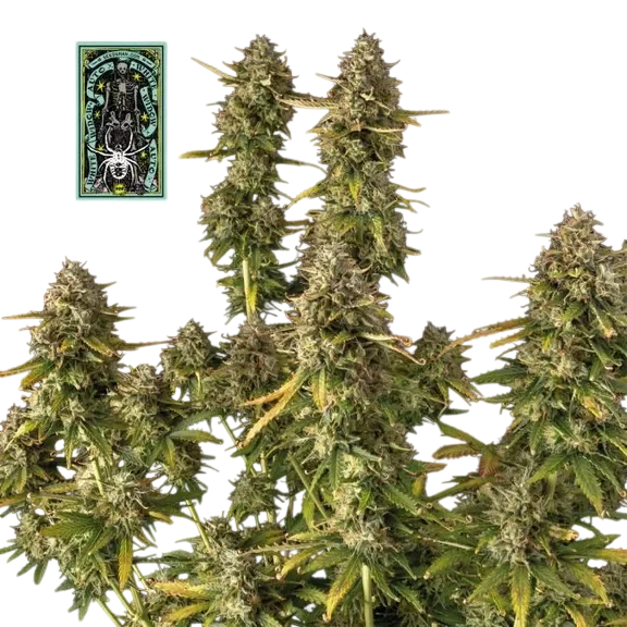 White Widow Auto | AUTOFEM | Seedsman