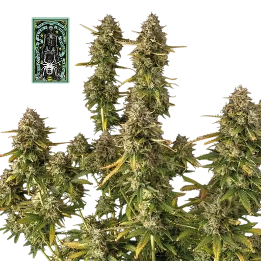 White Widow Auto