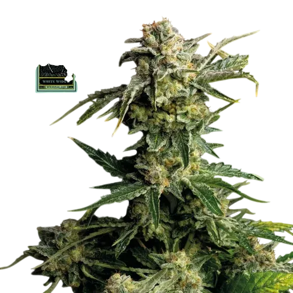 White Widow | PHOTOFEM | Seedsman