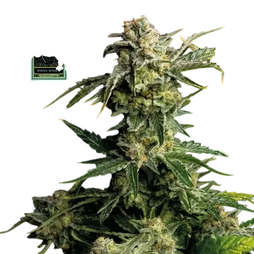 White Widow