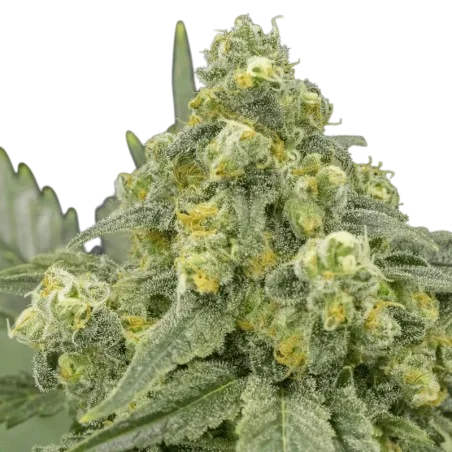 White Widow
