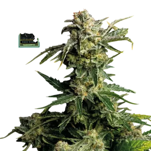 White Widow