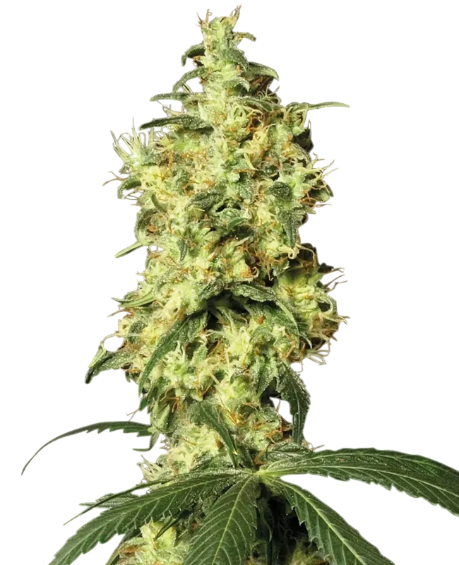 White Widow Auto | AUTOFEM | White Label Seed Company