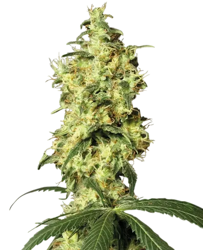White Widow Auto