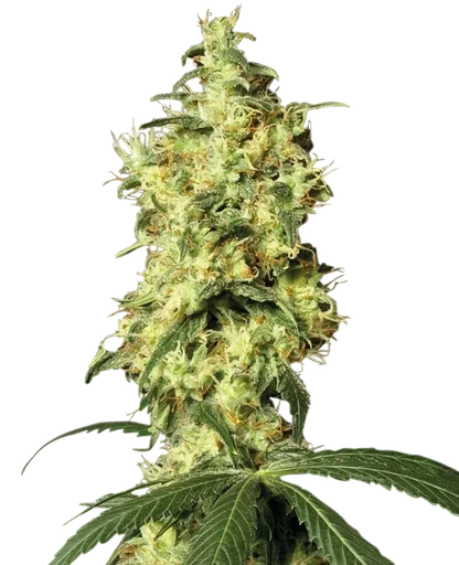White Widow Auto
