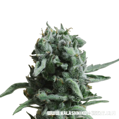White Widow 47 | PHOTOFEM | Kalashnikov Seeds