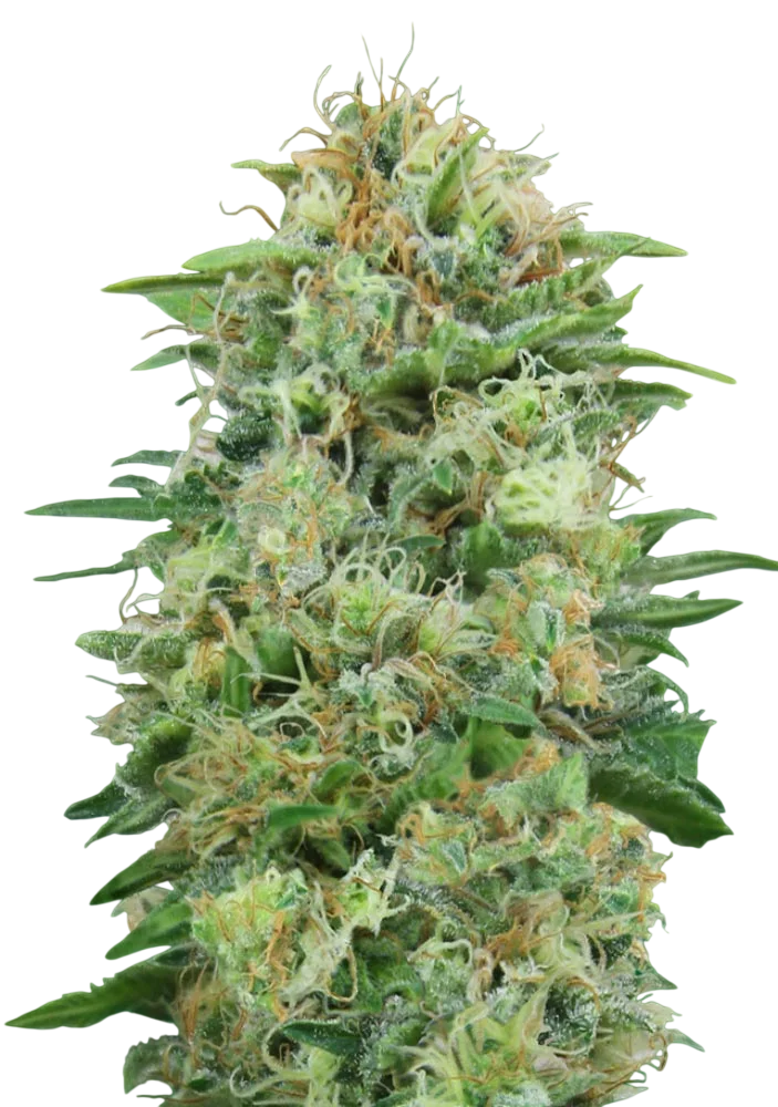 White Widow CBD | PHOTOFEM | 00 Seeds