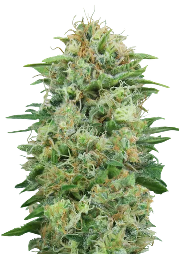 White Widow CBD