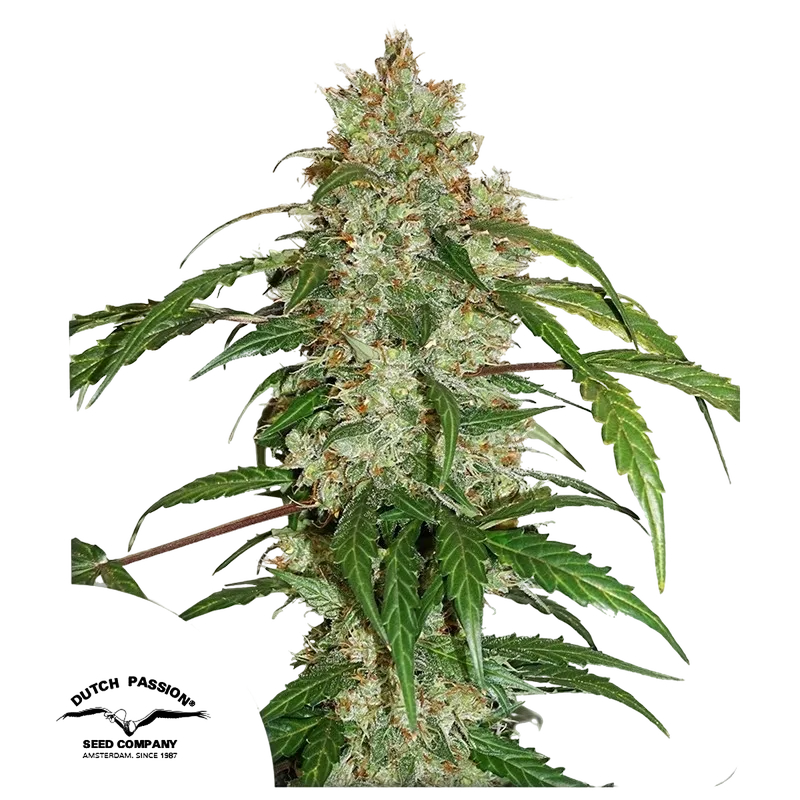 White Widow CBD Auto | AUTOFEM | Dutch Passion