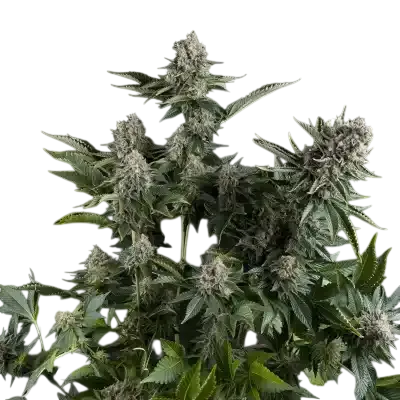 White Widow CBD | PHOTOFEM | Pyramid Seeds