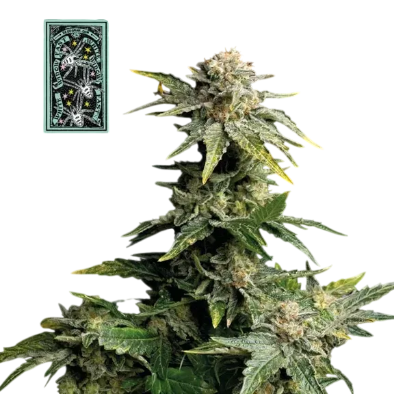 White Widow Fast | PHOTOFEM | Seedsman
