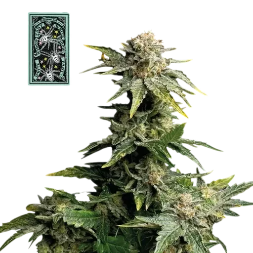 White Widow Fast