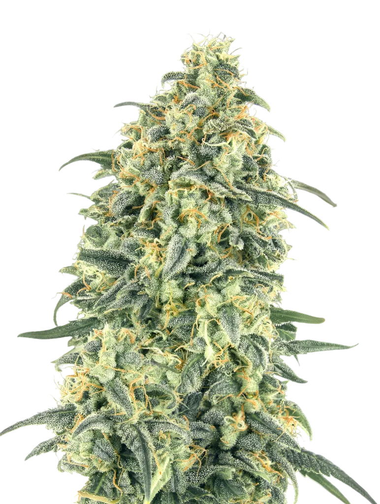 White Widow XXL Auto | AUTOFEM | 00 Seeds