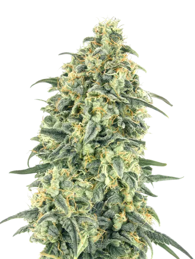 White Widow XXL Auto