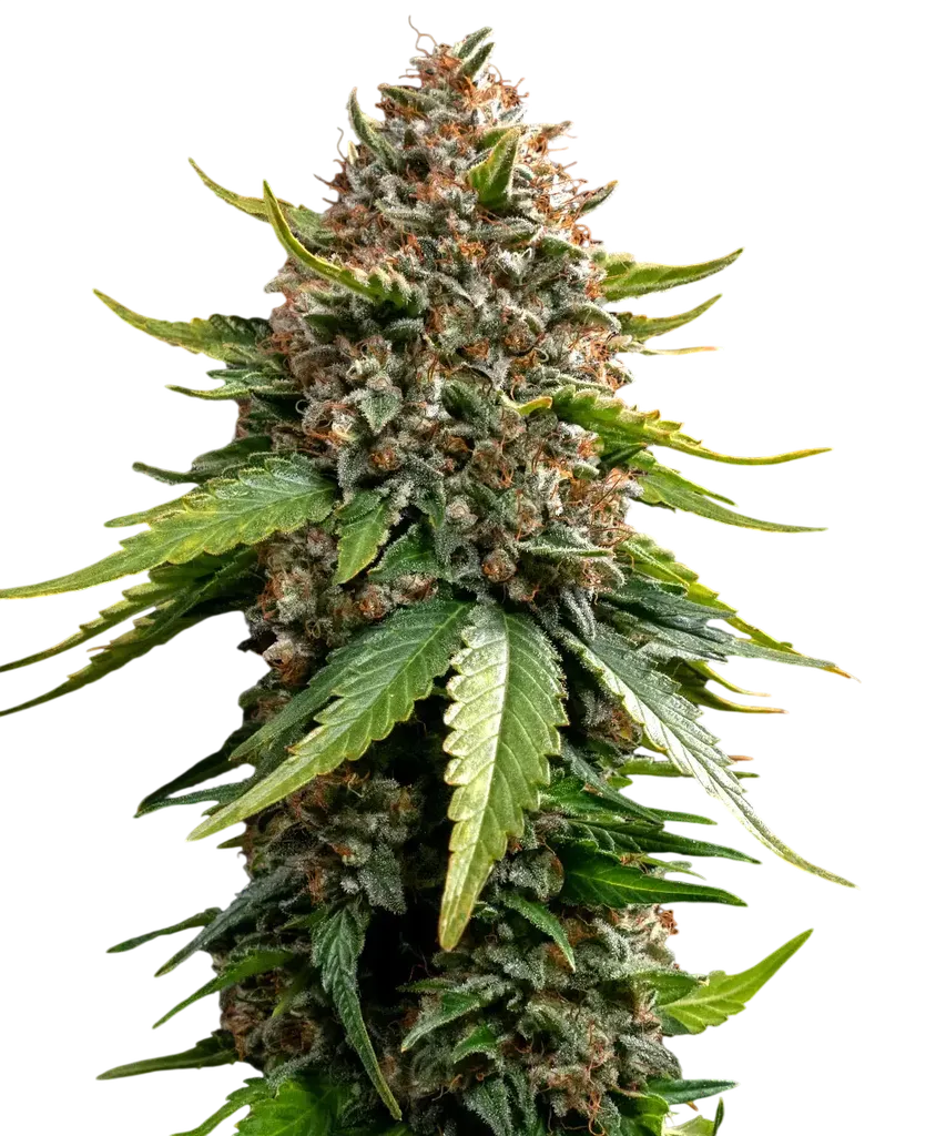 White Widow XXL Auto | AUTOFEM | Barneys Farm