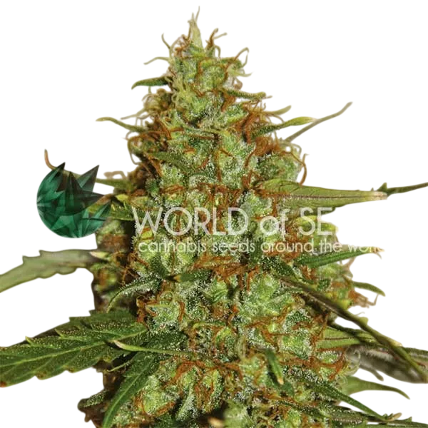 Wild Thailand Ryder Auto | AUTOFEM | World of Seeds