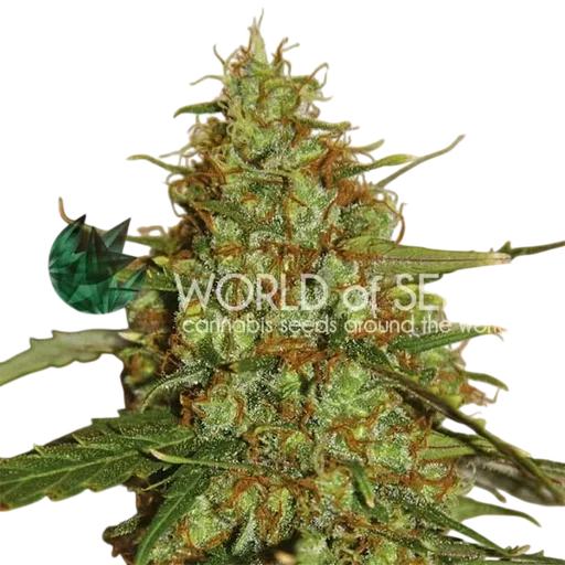 Wild Thailand Ryder Auto