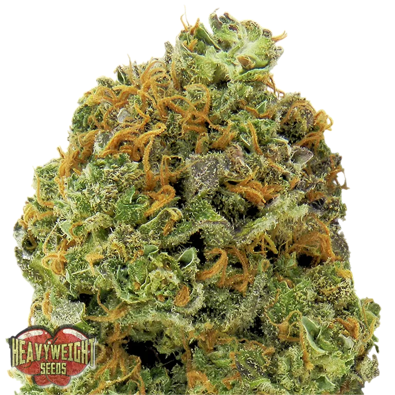 Wipeout Express Auto | AUTOFEM | Heavyweight Seeds