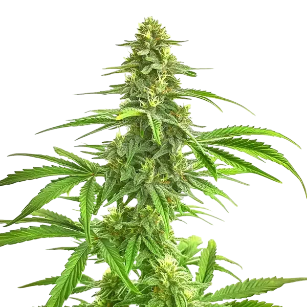 Wombat | PHOTOFEM | Blimburn Seeds