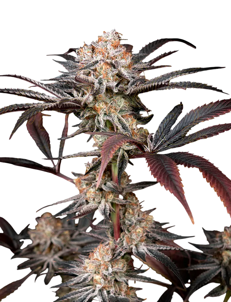 Wonder Pie | PHOTOFEM | Greenhouse Seed Co.