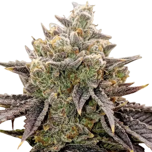 Bubble Gummy Auto | AUTOFEM | Ethos Genetics