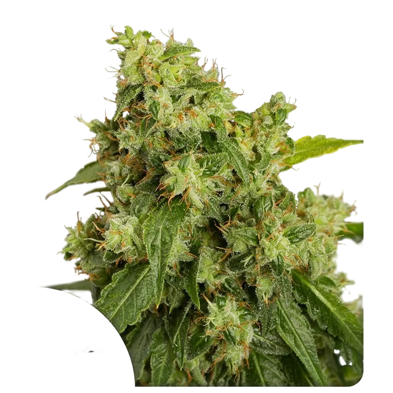 Xtreme Auto | AUTOFEM | Dutch Passion