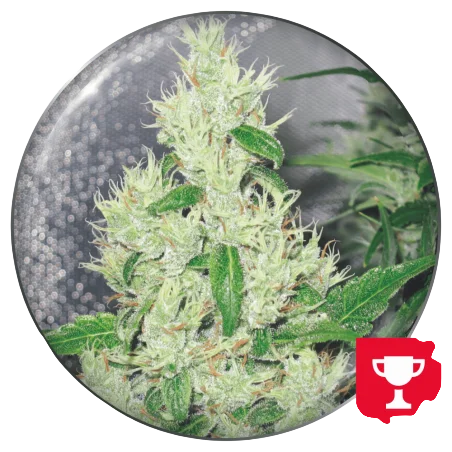 Y Griega | PHOTOFEM | Medical Seeds