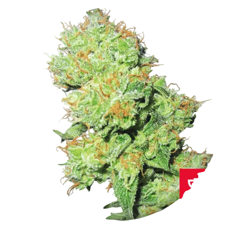Y Griega CBD | PHOTOFEM | Medical Seeds