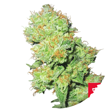 Y Griega CBD | PHOTOFEM | Medical Seeds