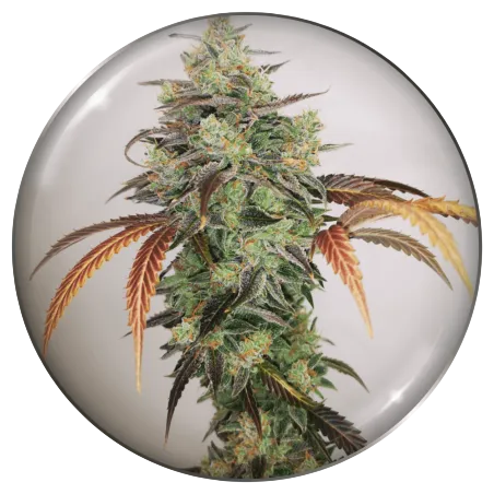 Y Griega CBD 2.0