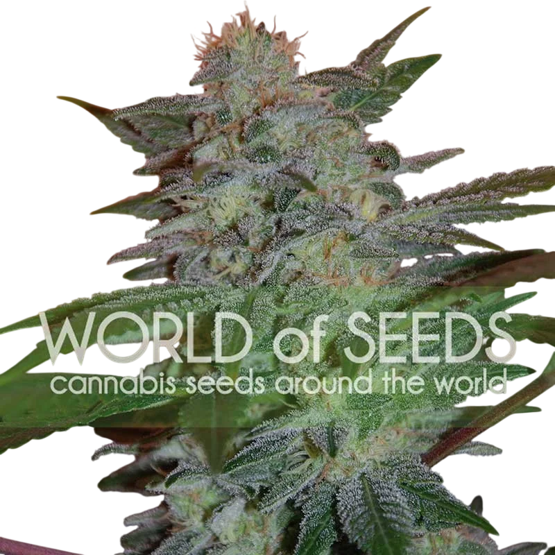 Yumbolt 47 | PHOTOFEM | World of Seeds