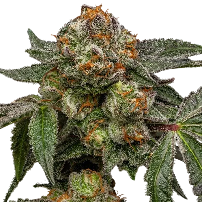 Zake | PHOTOFEM | Ripper Seeds