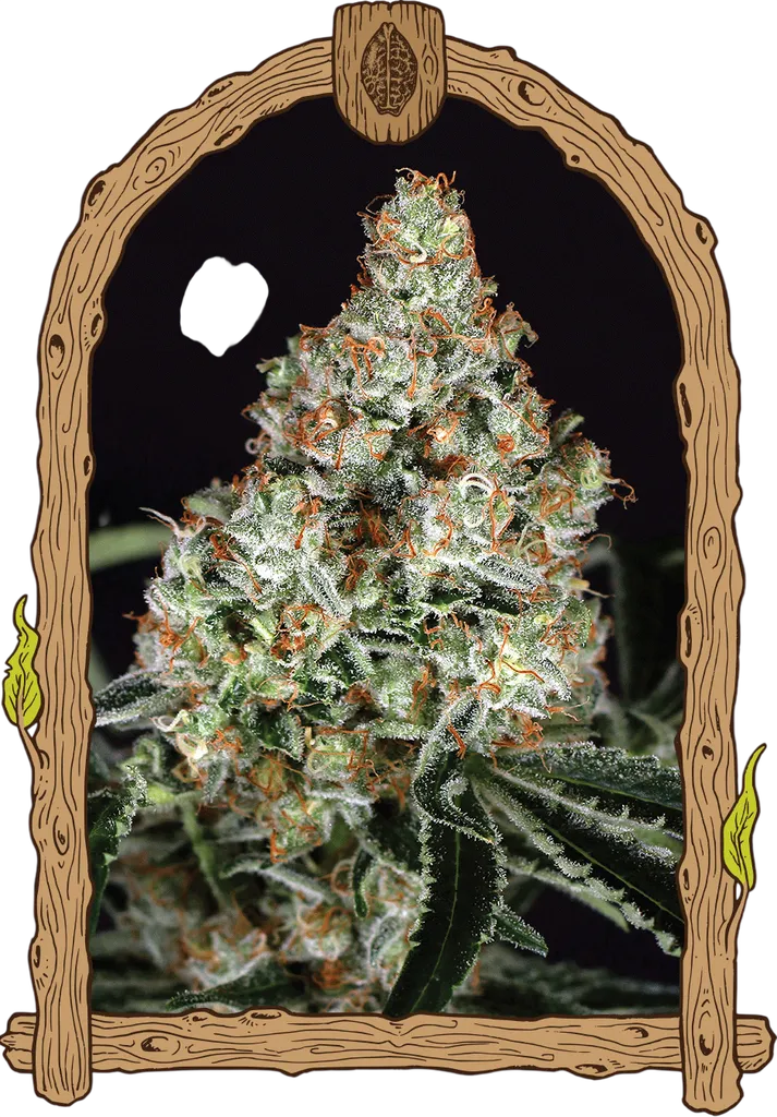 Zkittalicious | PHOTOFEM | Exotic Seed