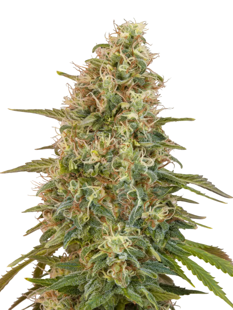 Z Auto | AUTOFEM | Advanced Seeds
