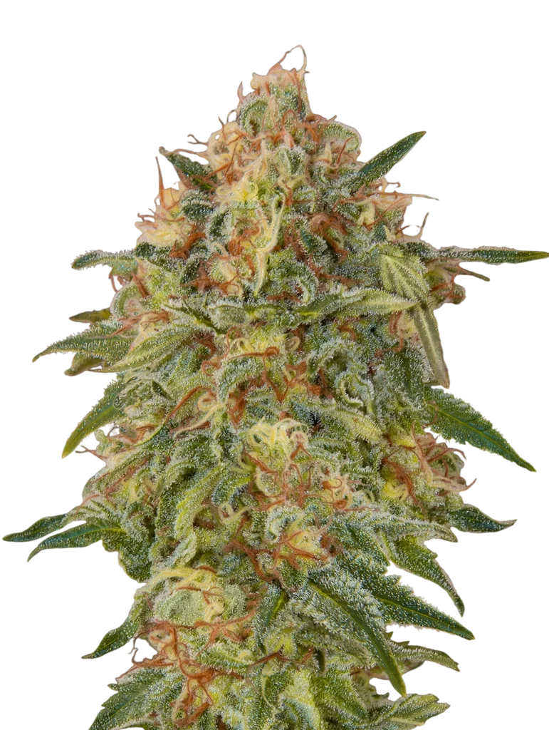 Zkittlez | PHOTOFEM | Advanced Seeds