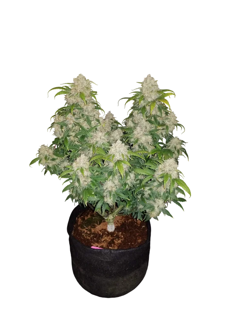 Z Auto | AUTOFEM | Fast Buds