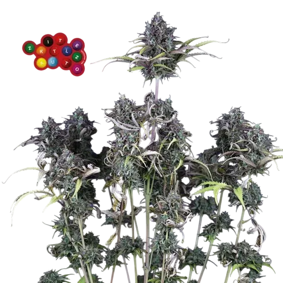 Z Auto | AUTOFEM | Seedsman