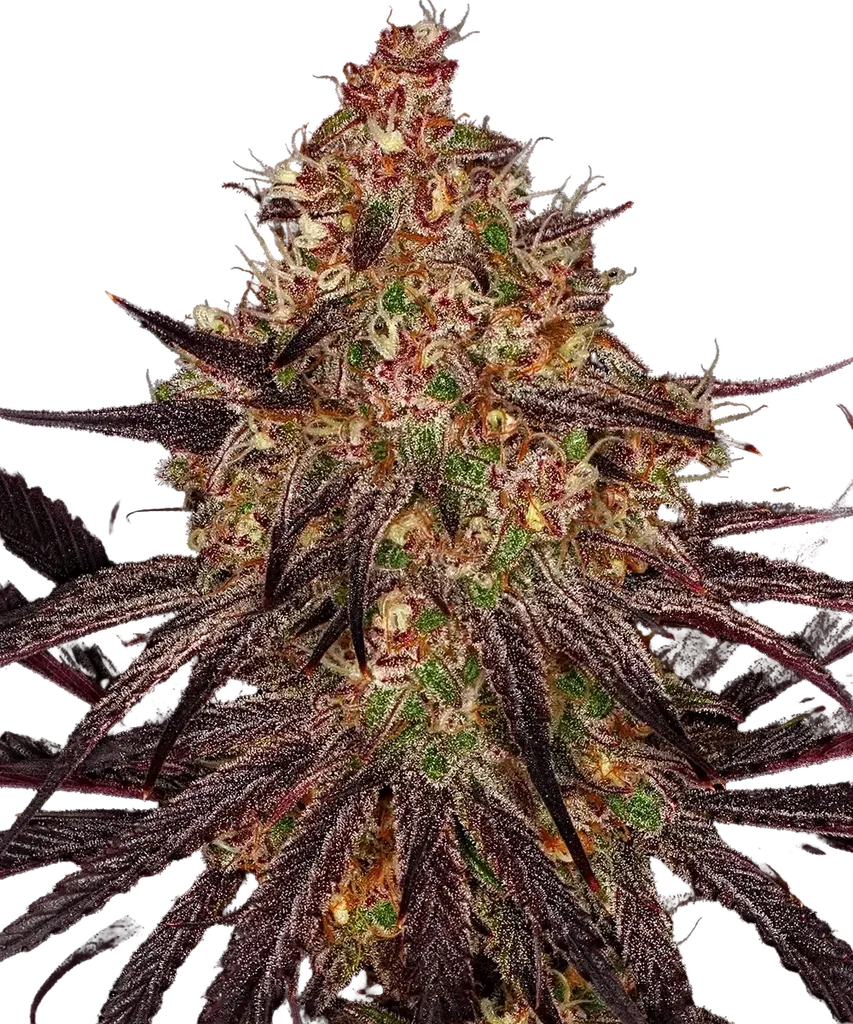Ayahuasca Purple | PHOTOFEM | Barneys Farm